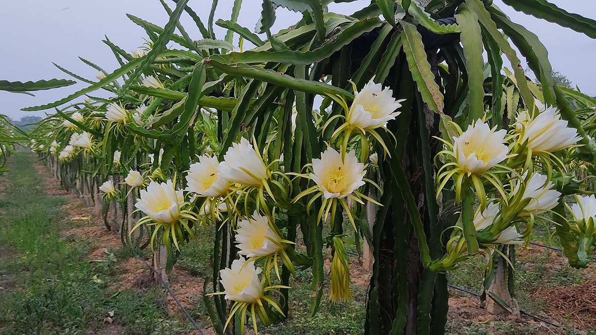 कोरियाको आम्दानी ‘ड्रागन फ्रुट’मा लगानी